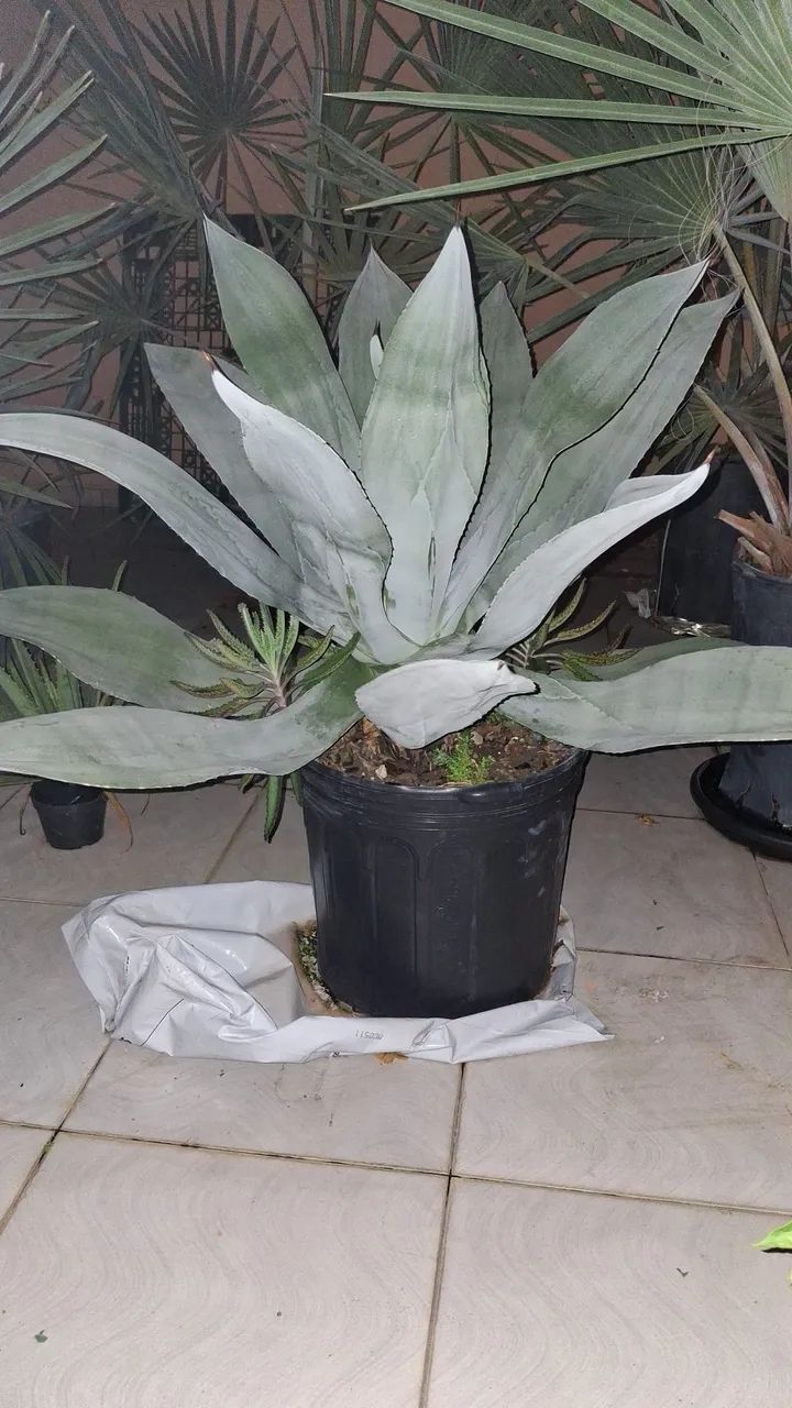 FILHOS DE BANANA PACOVAN  - Foto 4