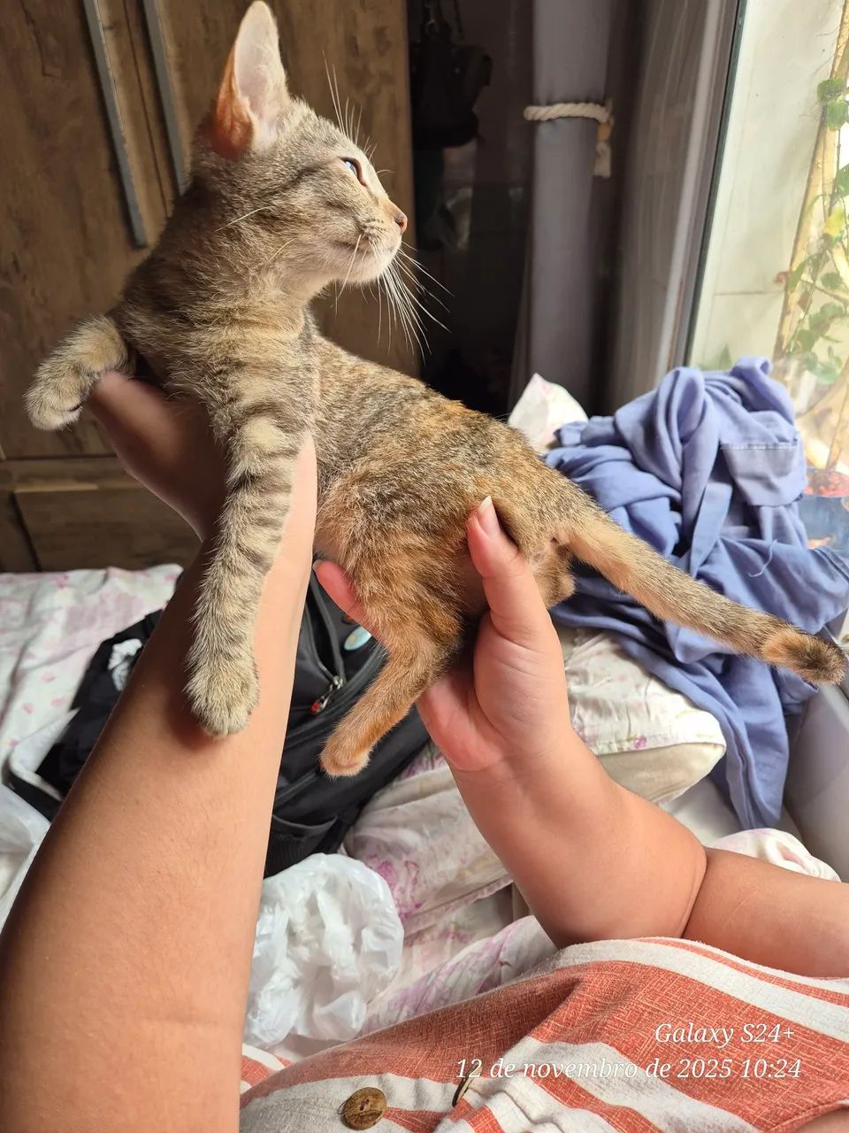 Gatinha para adoção (Fêmea) - Foto 3