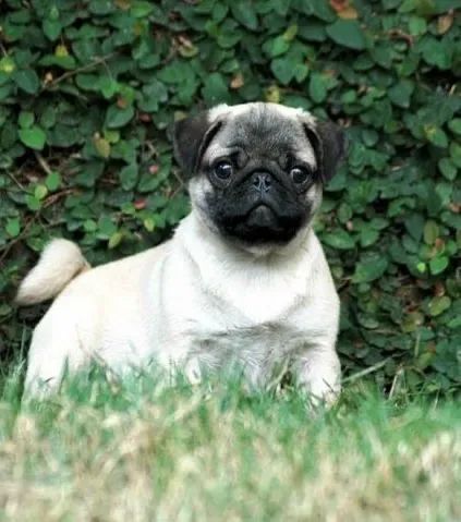  Fêmea e Macho , Pug Filhotinhos Para Apartamento 
