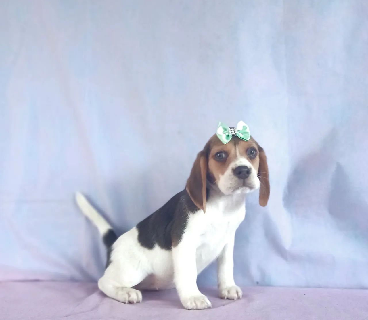 BEAGLE  - FILHOTES LINDOS - Foto 3