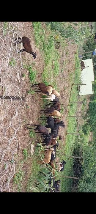 46 Carneiros Dorper e Santa Inês - Foto 3