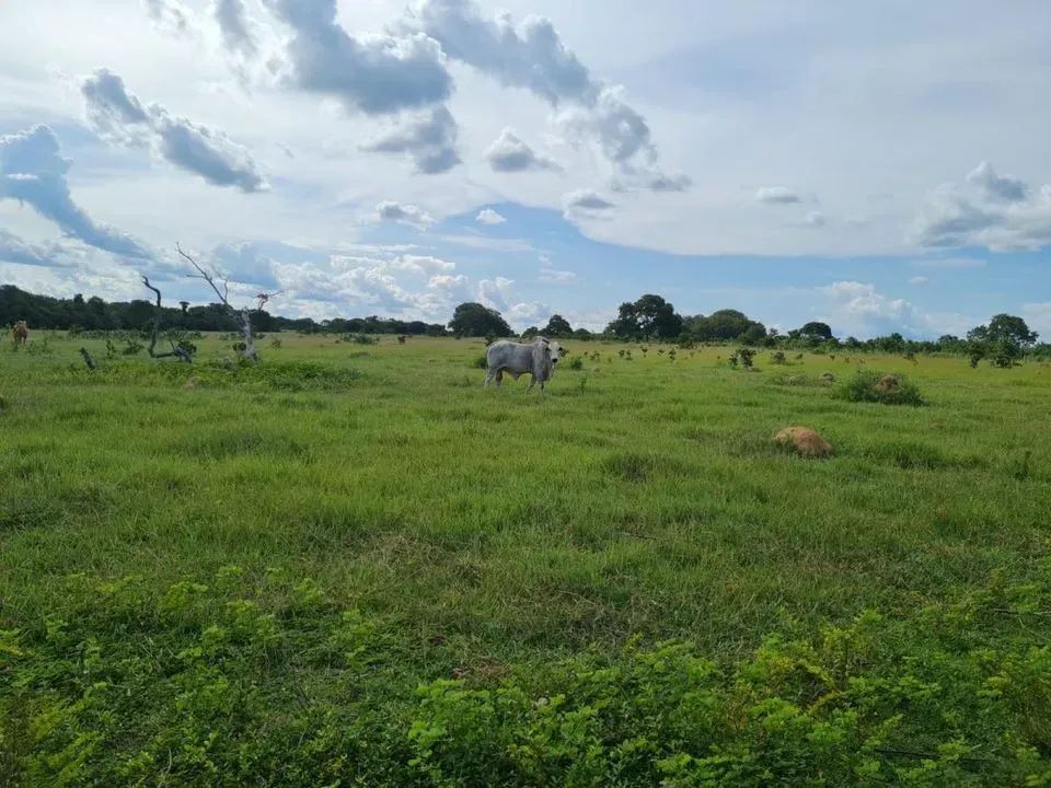 Fazenda para Venda em Araguaçu, Zona Rural - Foto 4