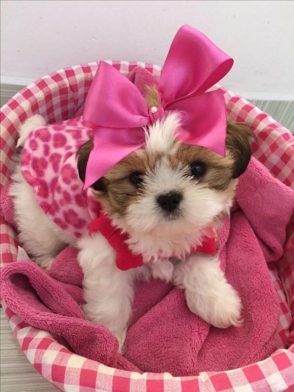 Filhotes de Shih Tzu Porte Pequeno lindos e carinhosos , vacinados e com pedigree  - Foto 4
