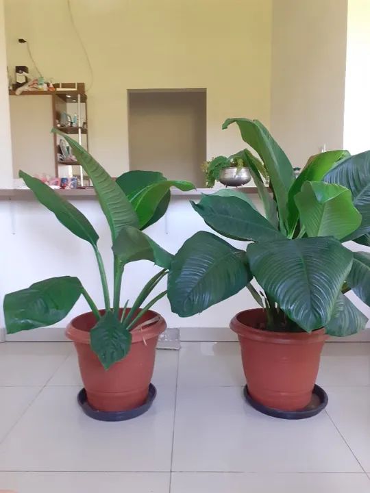 Muda de Lírio da paz gigante 