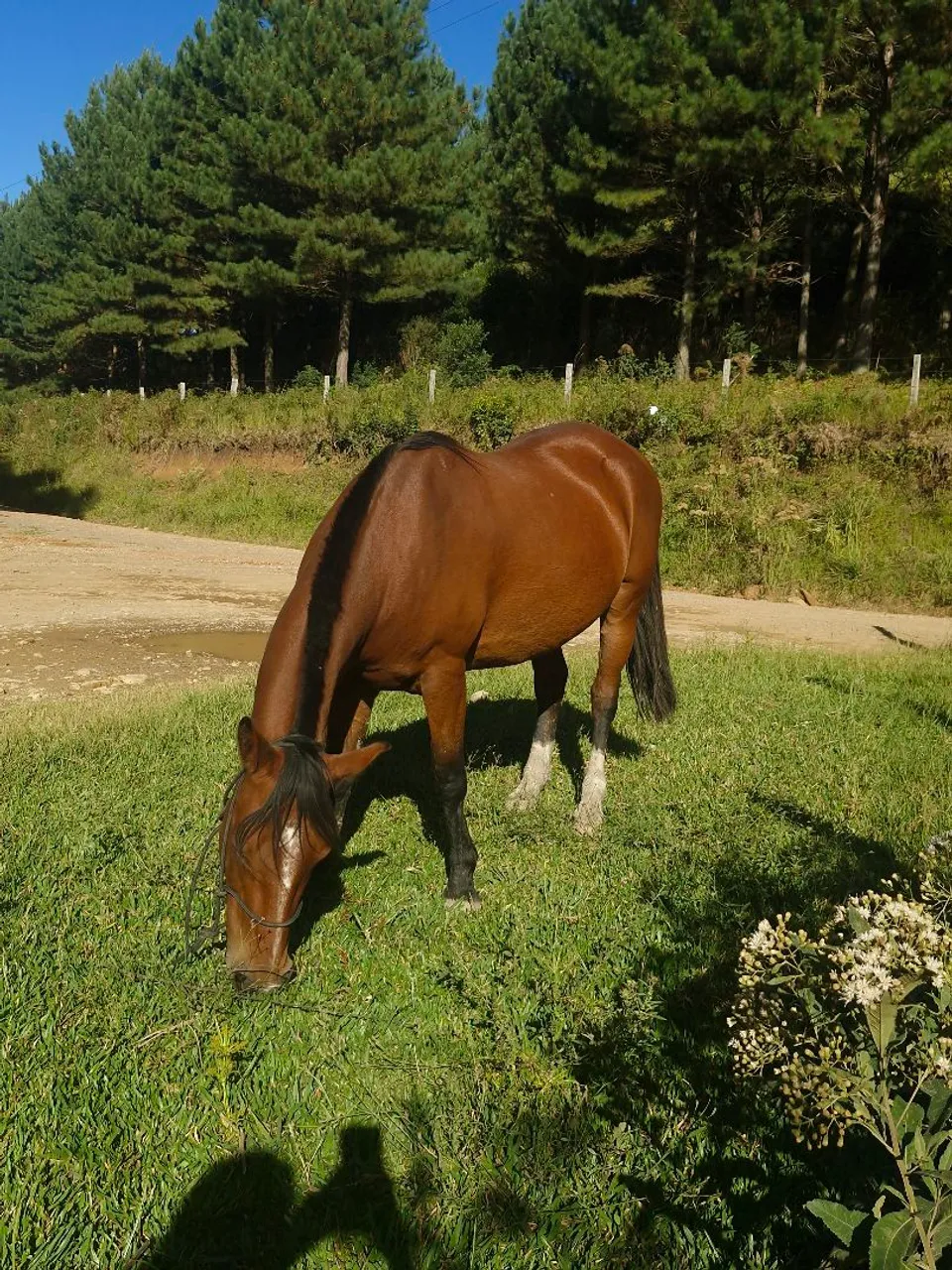 Cavalo colorado