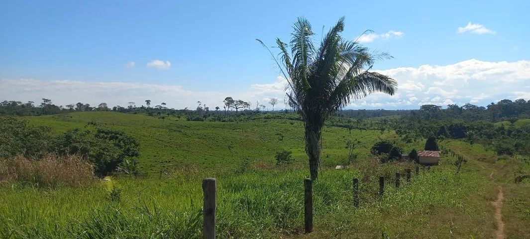 fazenda liberdade  - Foto 3