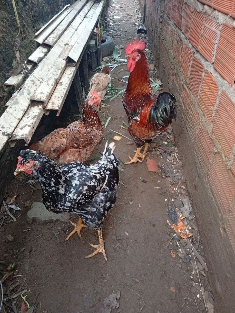 Galinhas e Galo  - Foto 3