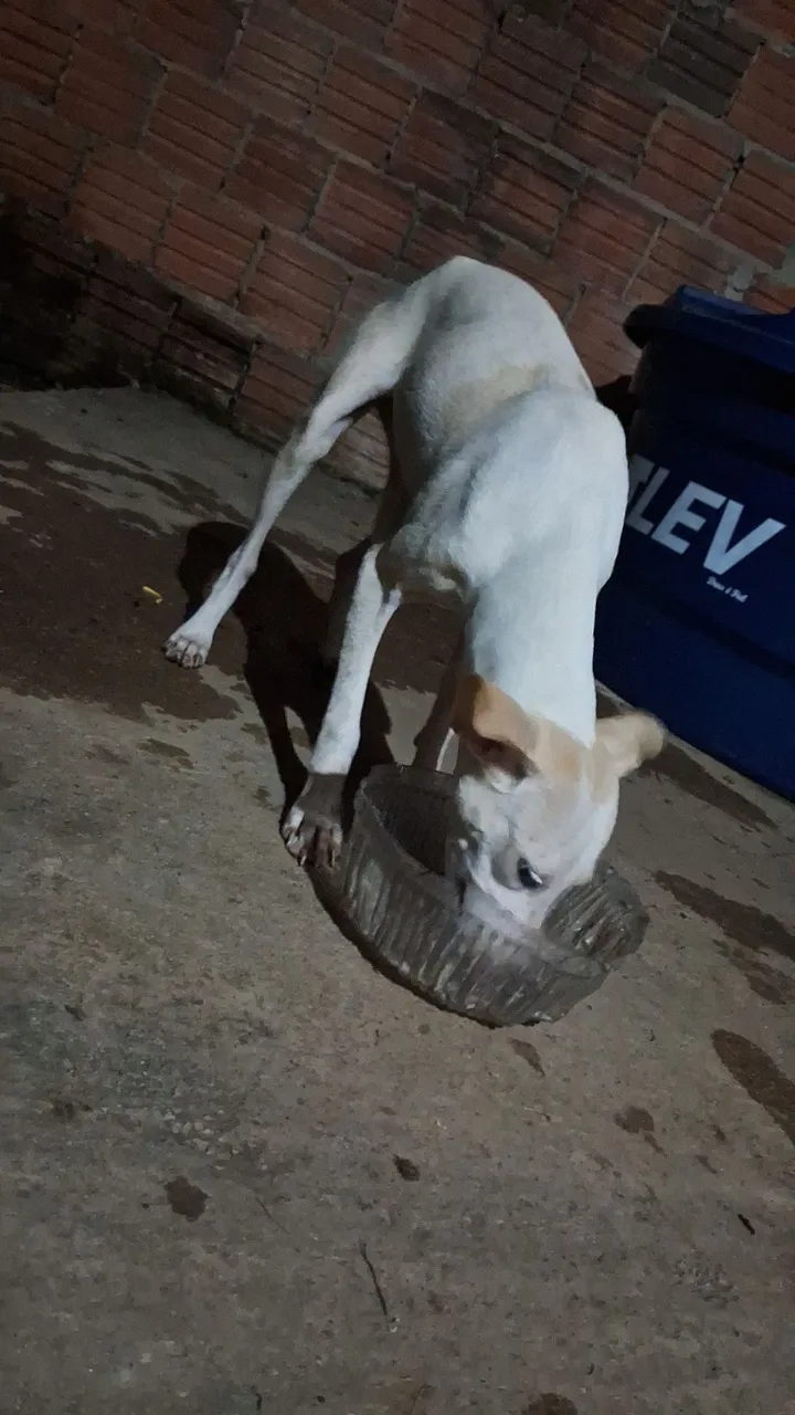Fêmea doação