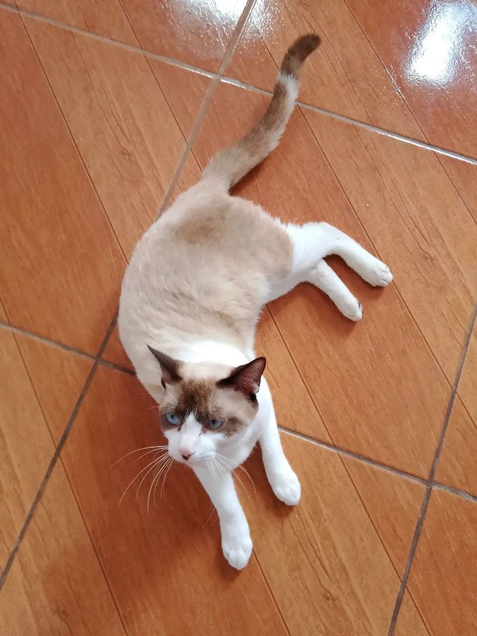 Gato cianes  - Foto 2