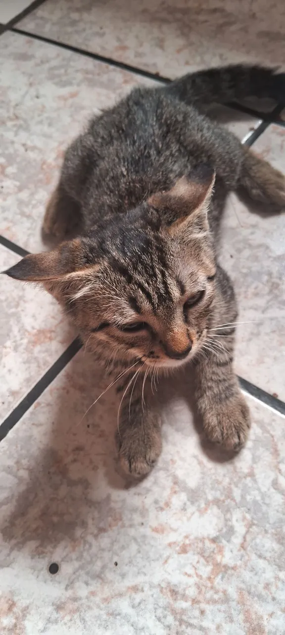 Gatinho Tabby para Adoção