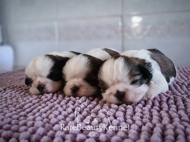 Filhotes Shih Tzu puros para adoção
