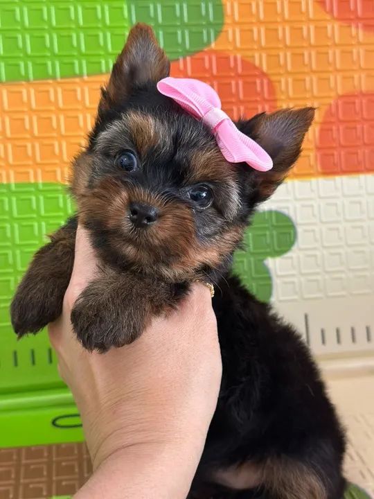 Yorkshire Terrier os menores da raça 