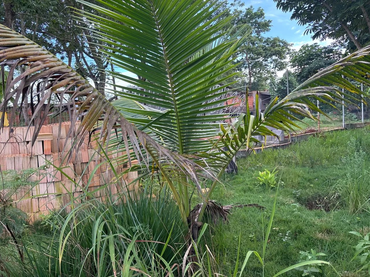 lote no jardim botânico Itaipu 7 próximo ao ouro vermelho 1 - Foto 4