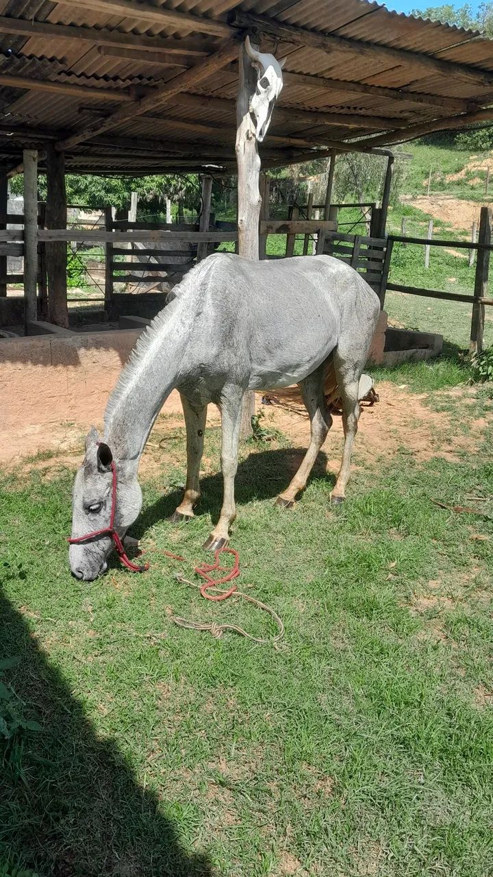 Vendo egua 4 anos - Foto 2