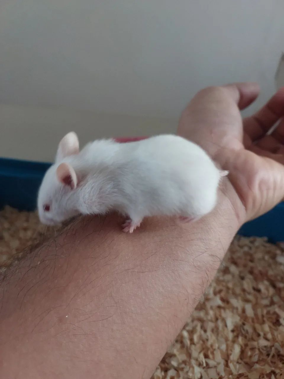 Filhote Hamster Sírio