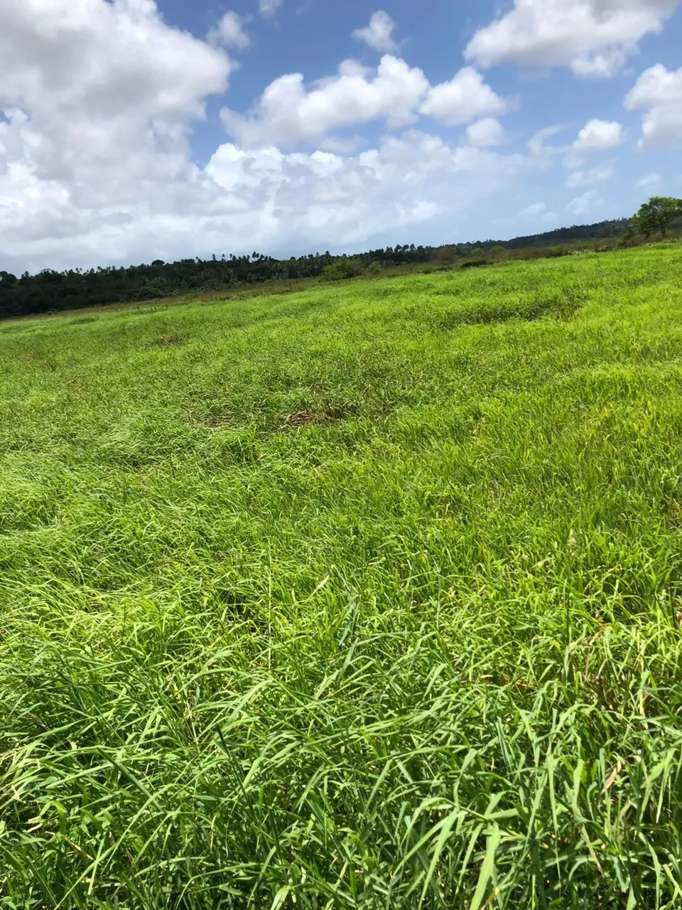 Fazenda com 30 hectares no vale de Ceará mirim