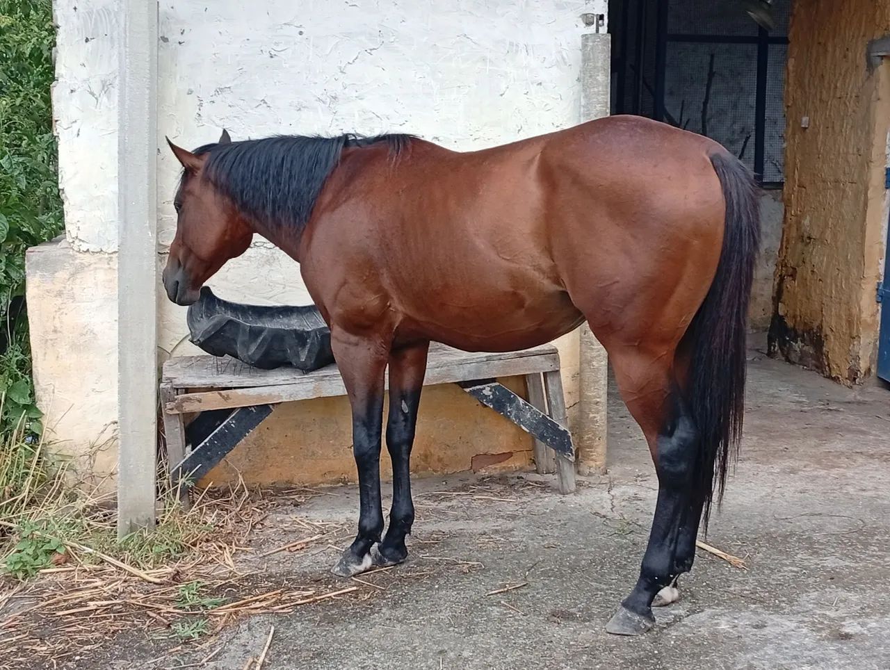 Cavalo QM PO  - Foto 5