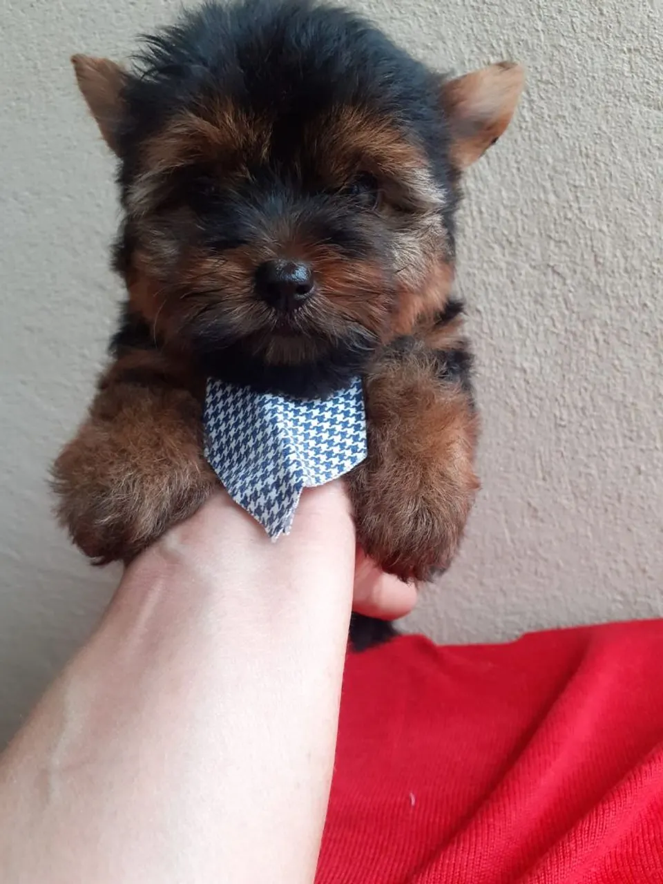 Lindos filhotes de Yorkshire Terrier