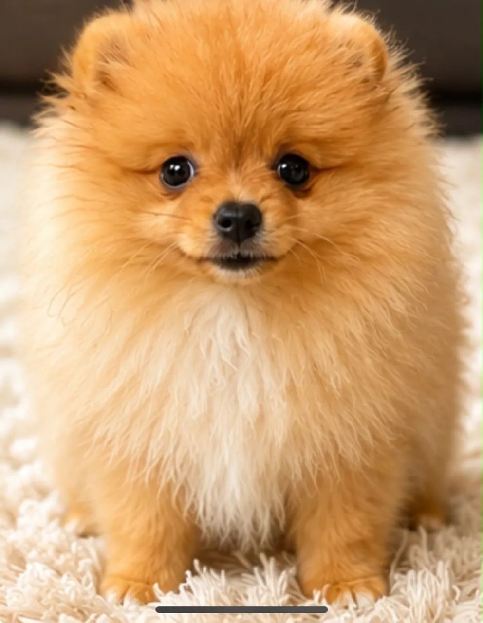 Spitz macho - Foto 2