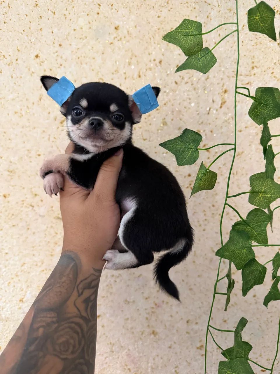 Chihuahua cabeça de maçã 