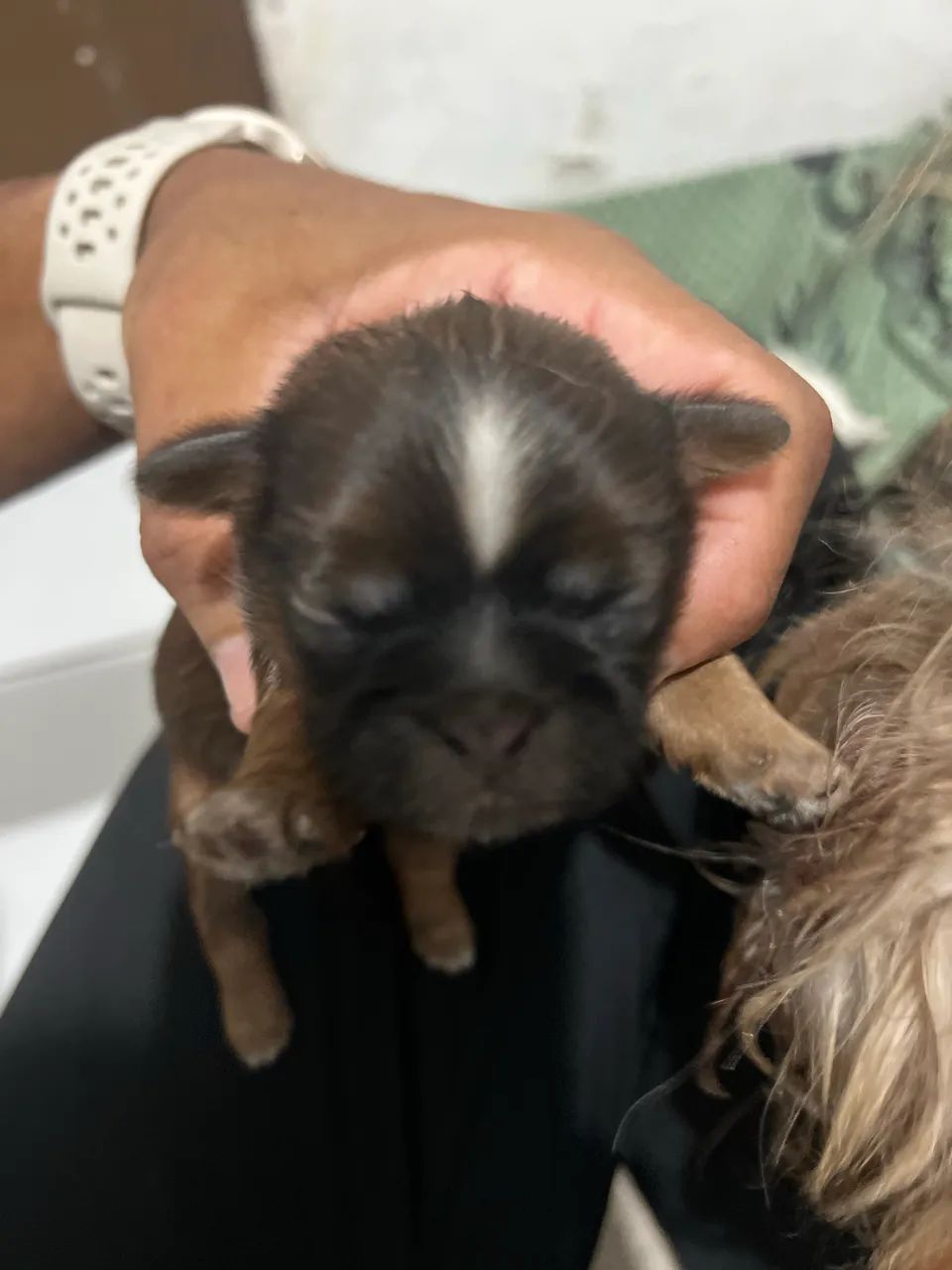 Shih tzu - Foto 4