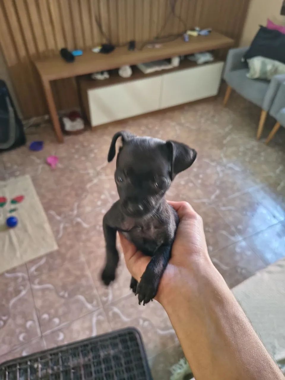 Pinscher 0 - Foto 2