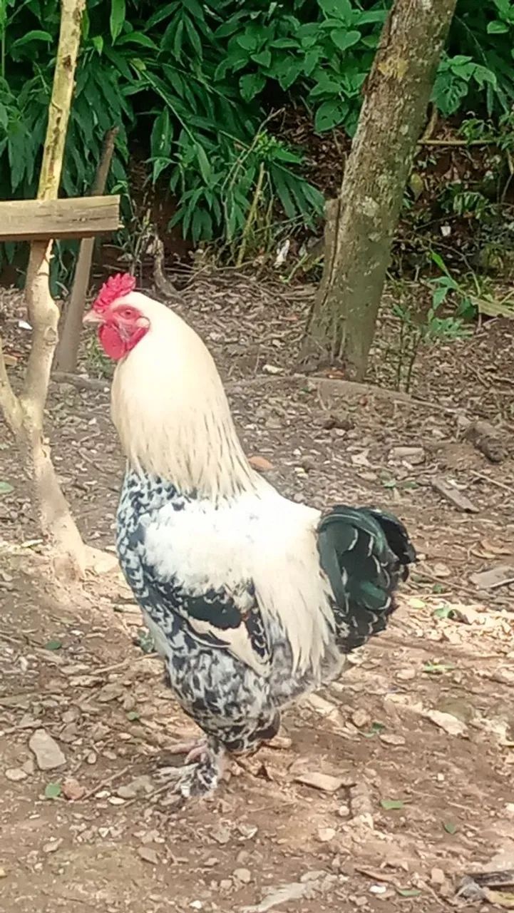 Galo - Foto 3