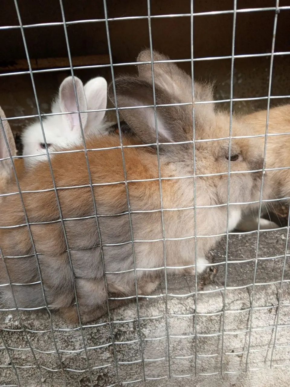 Coelhos - Foto 4