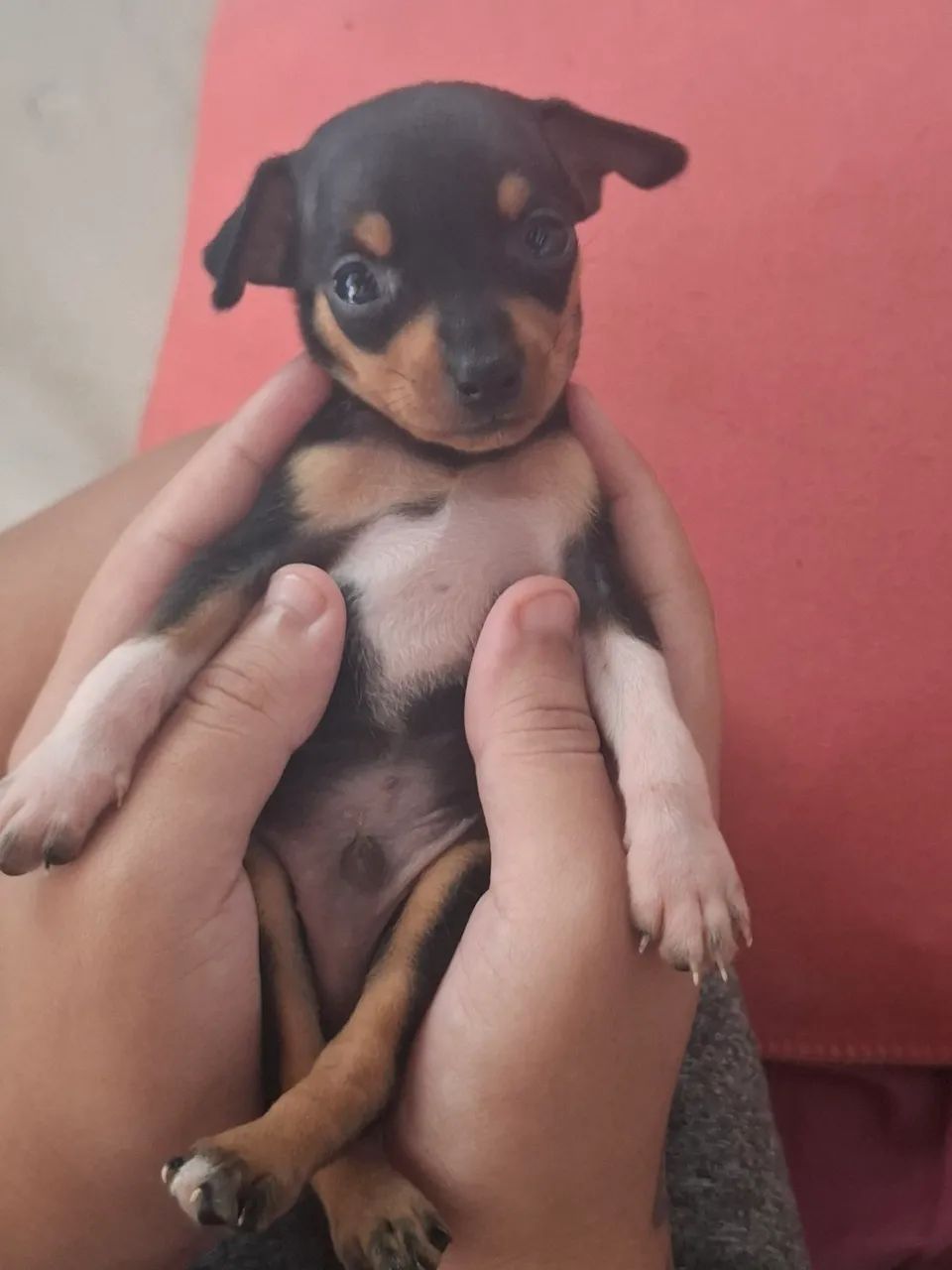 Pinscher 1 com pedigree