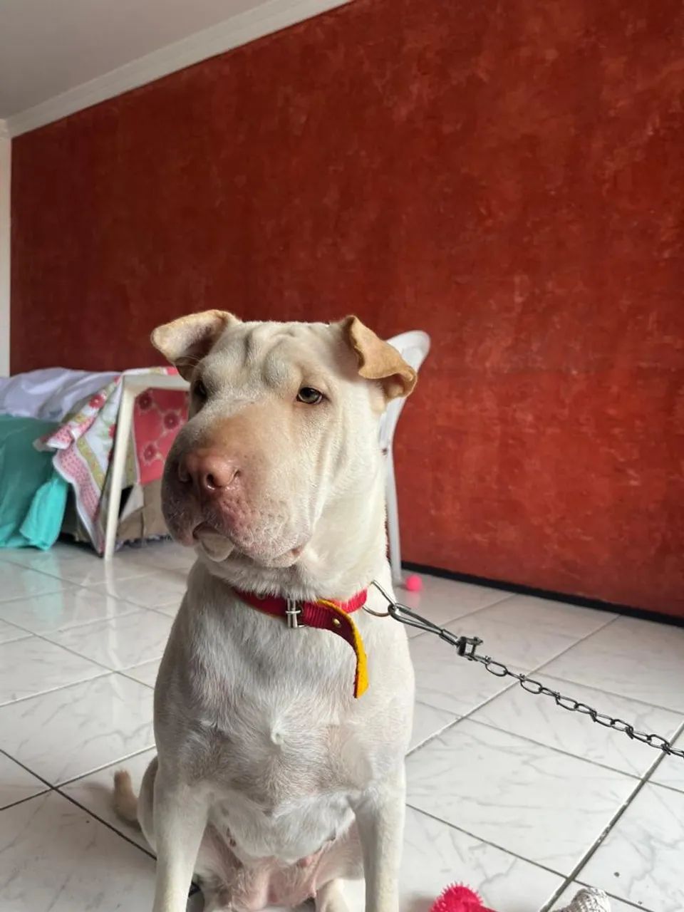 Adoção responsável  - Foto 2