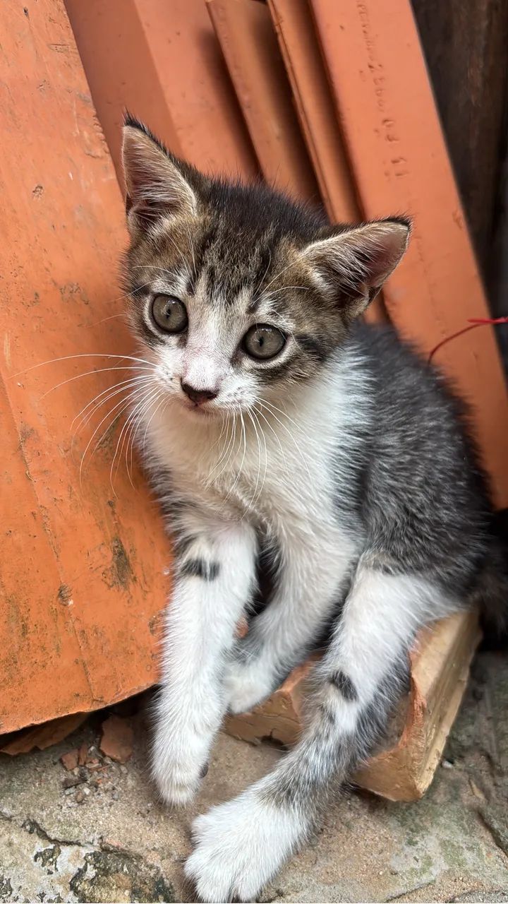 Doação de gato