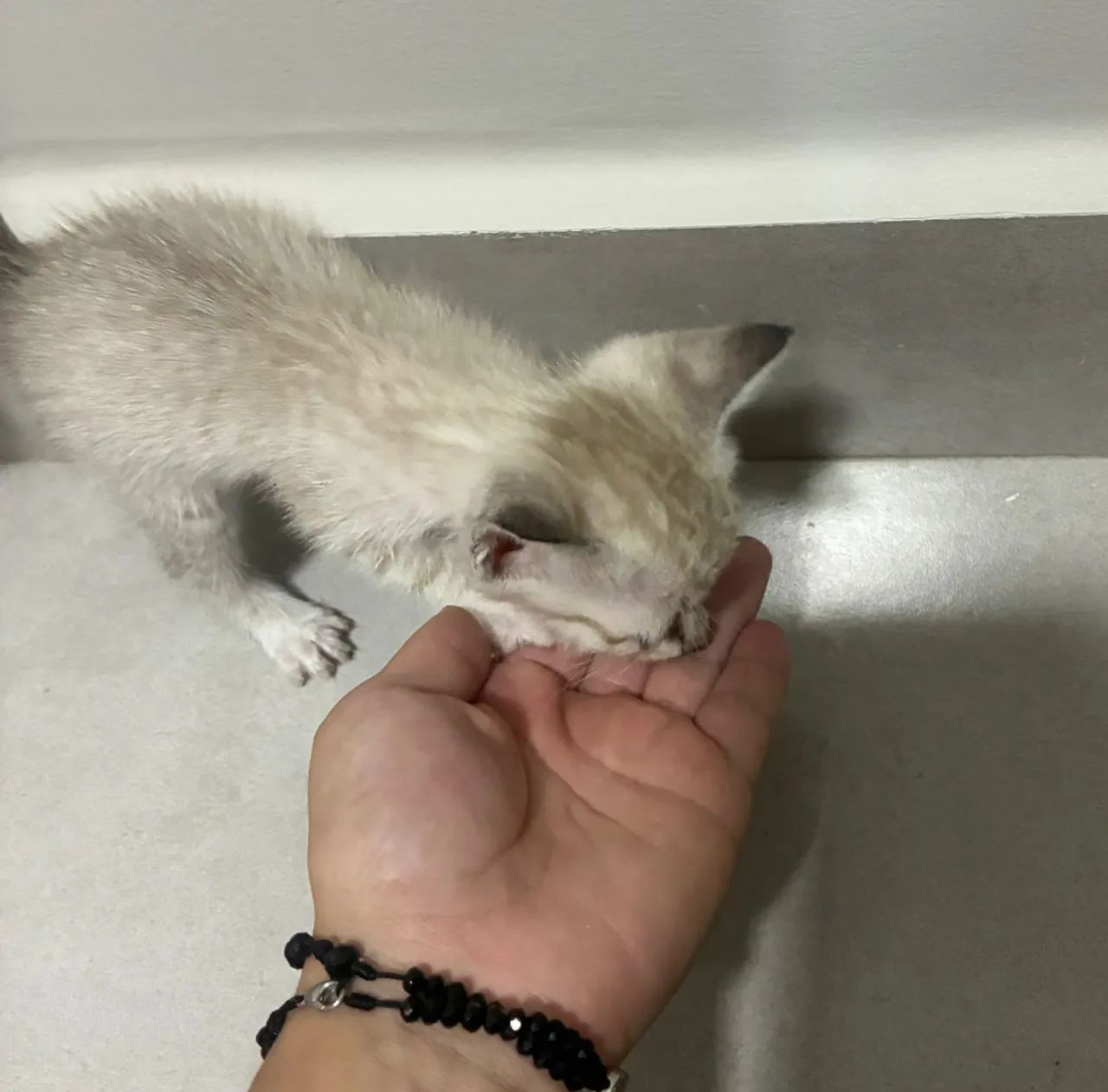 Doação de gatos - Foto 5