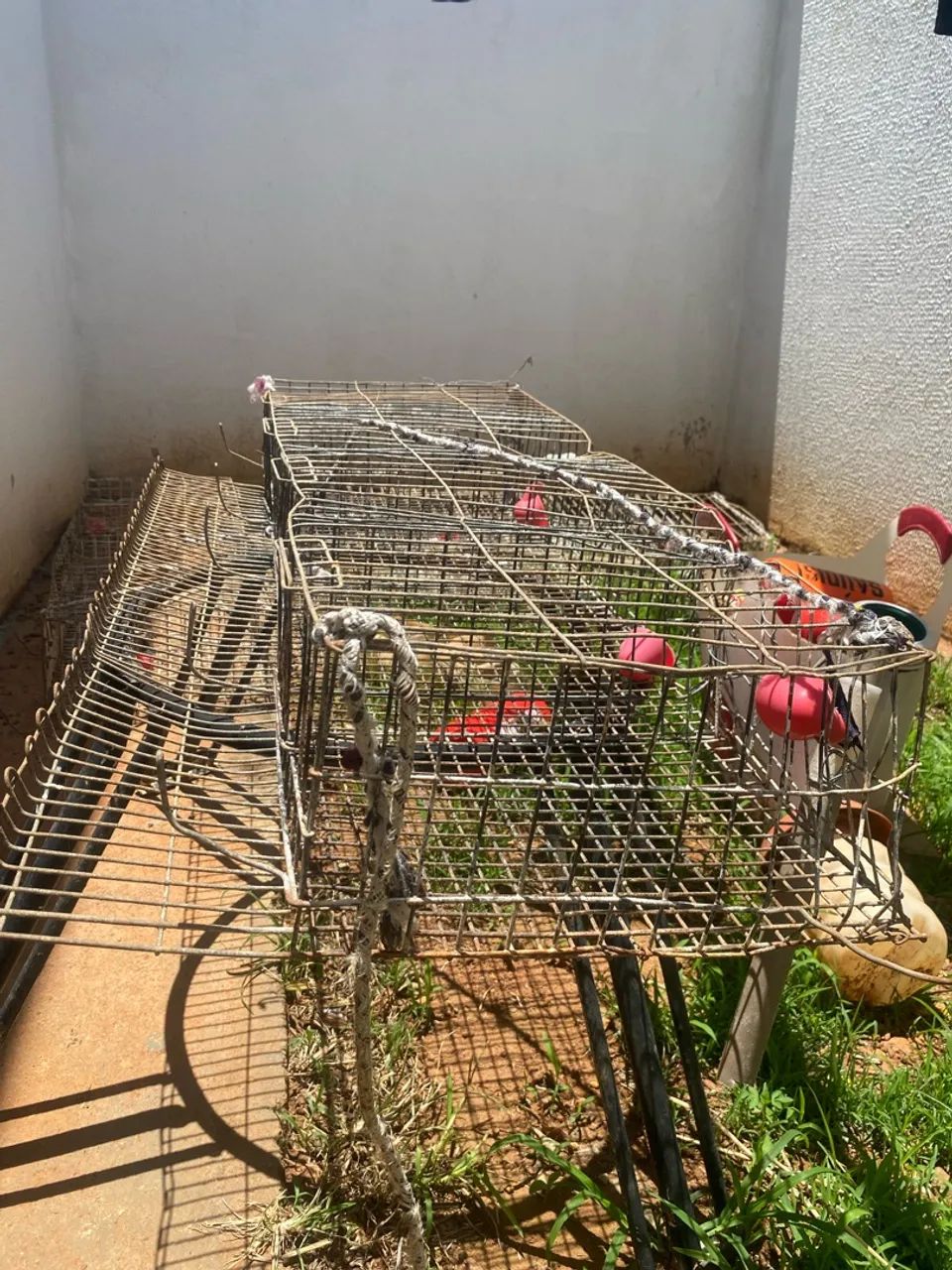Gaiola para codorna  - Foto 4