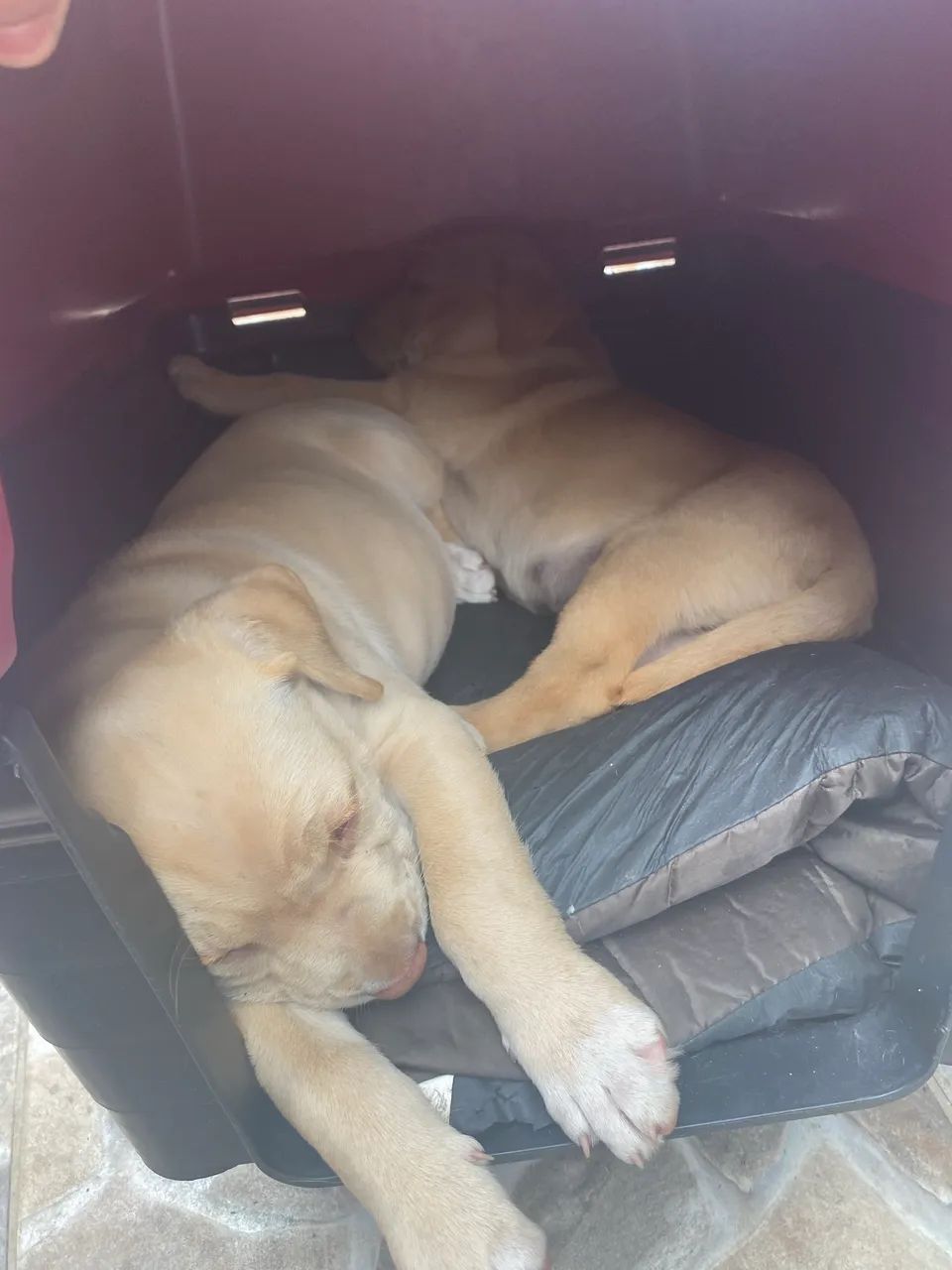 Cachorro - Foto 5