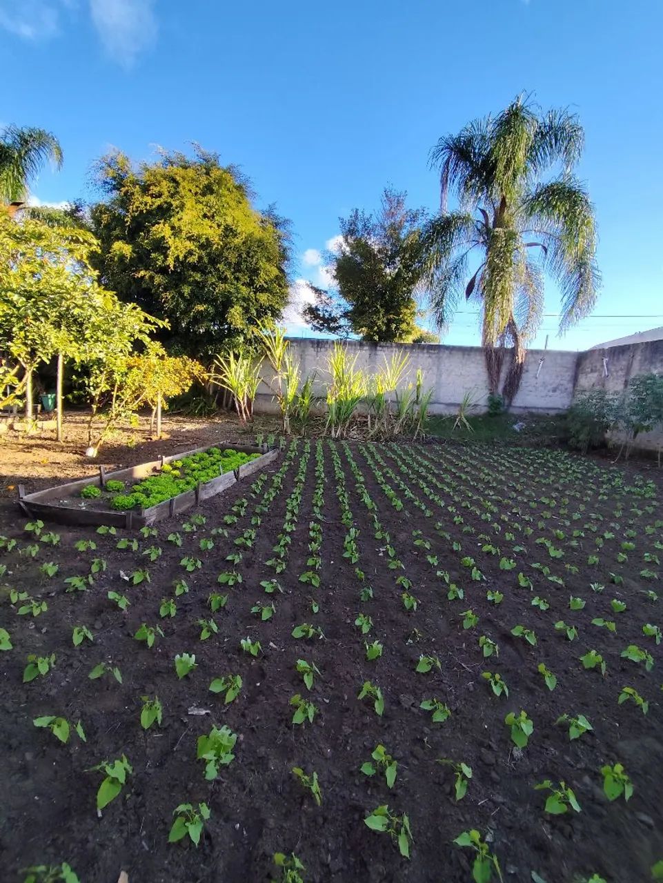 Terreno 243m2 Pinheirinho 