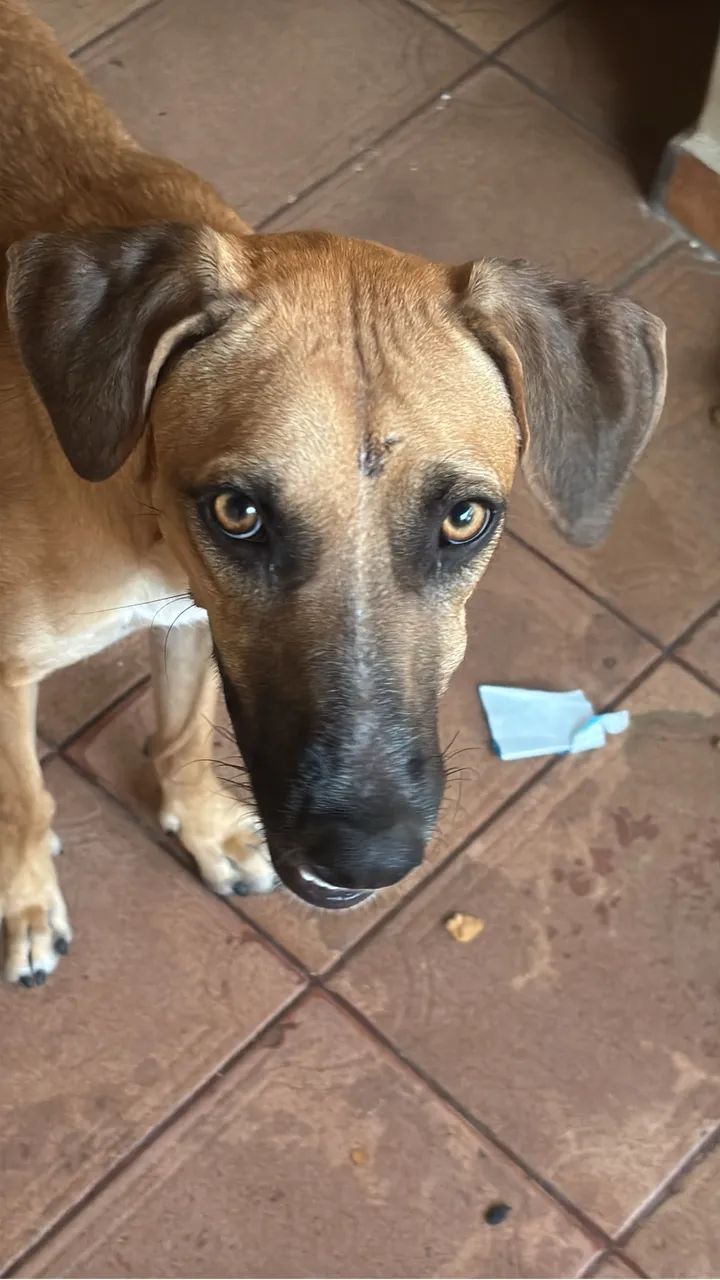 Cachorrinha para adoção  - Foto 3