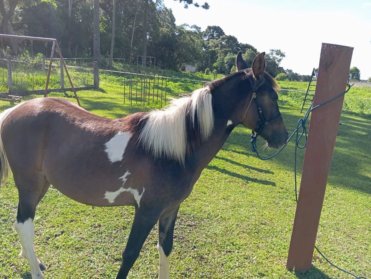Cavalo Cavalo Mangalarga marchador pampa. - Foto 5