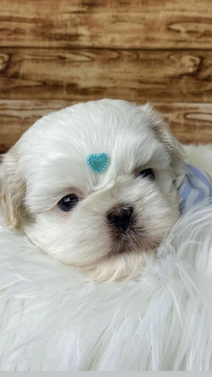 SHIHTZU com pedigree  - Foto 4