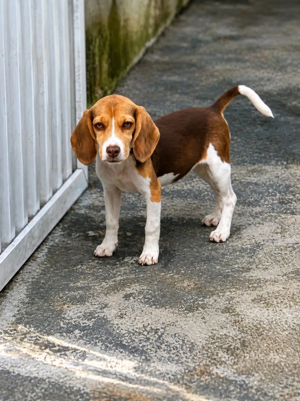 MINI BEAGLE RED 13 POLEGADAS - Foto 4