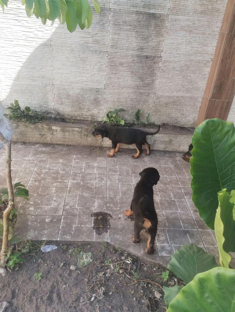 FILHOTES DE  Rottweilers  - Foto 4
