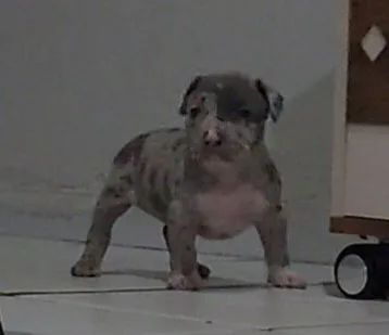 Pit monster  - Foto 3