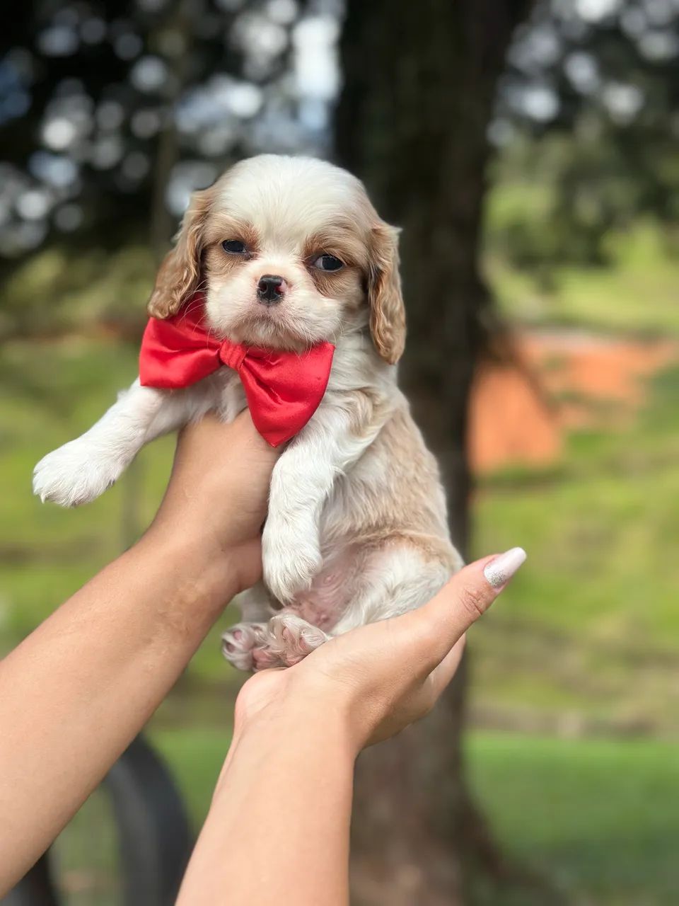 Cavalier king charles pedigree Cbkc - Foto 2