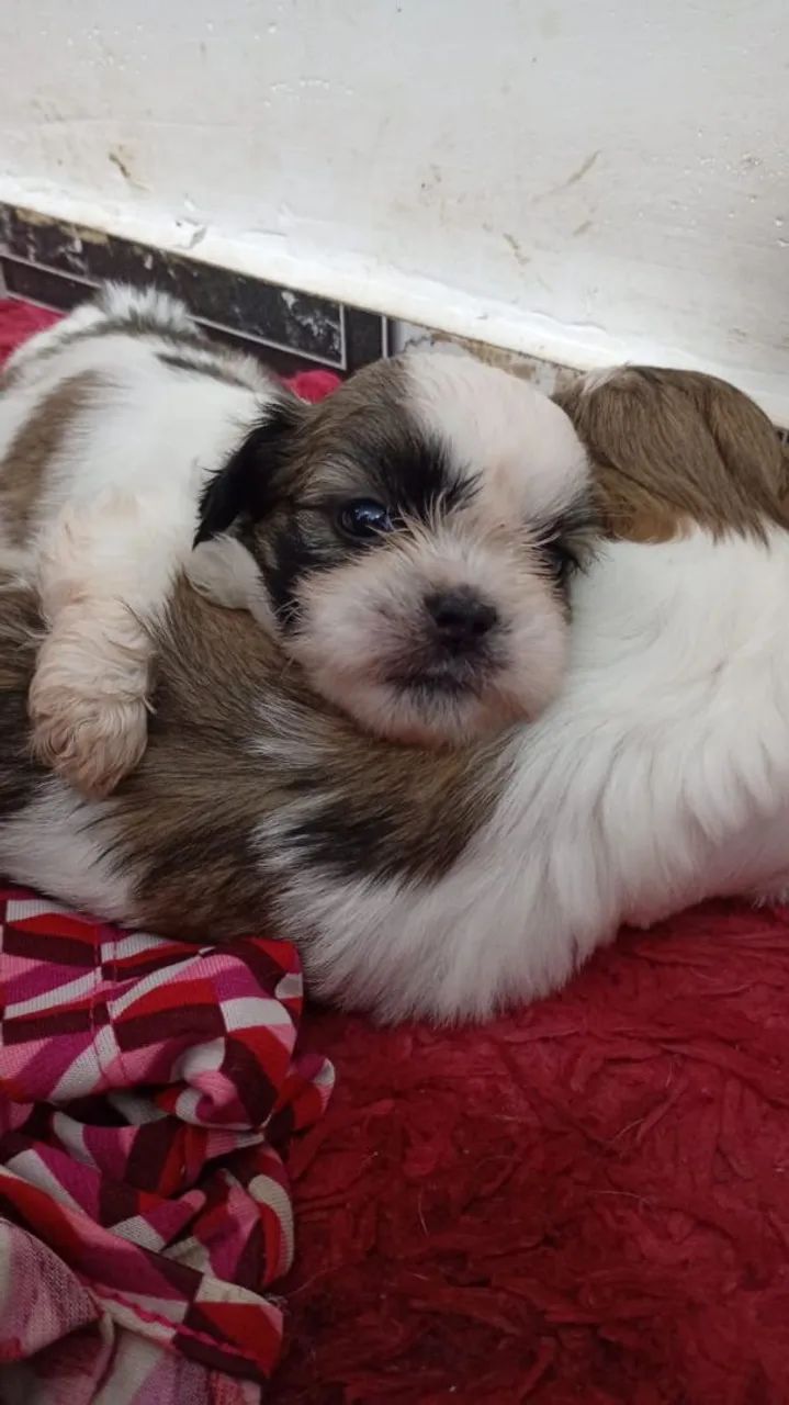Cachorro shih tzu - Foto 4