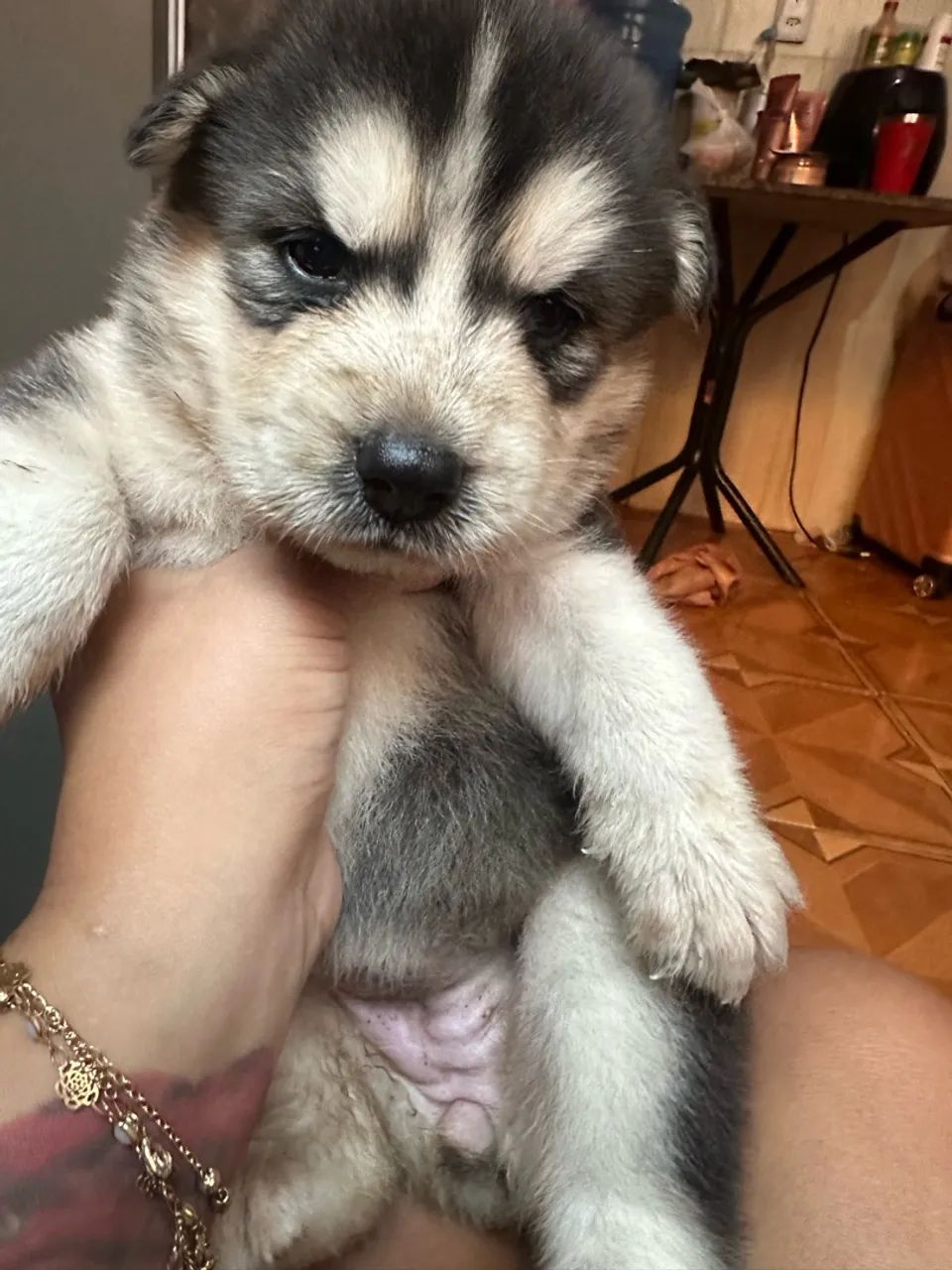 Vendo Filhotes de Husky Siberiano  - Foto 4