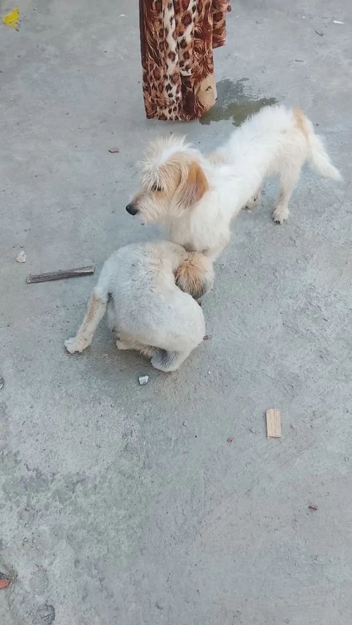 Cães de raça pastor catalão  - Foto 2