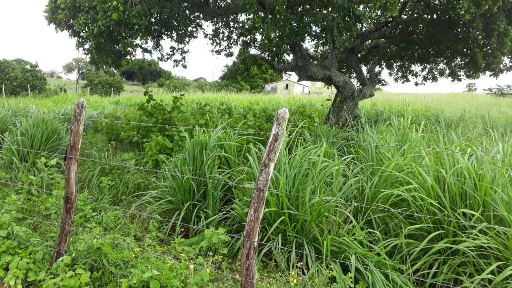 Fazenda em Itapicuru, Bahia  - Foto 2