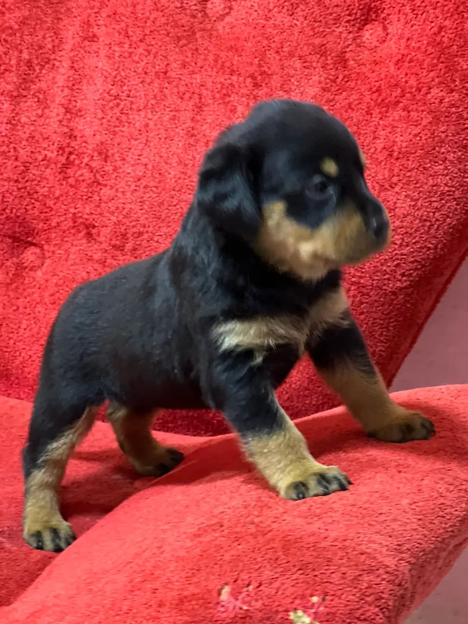 Cachorro  - Foto 3