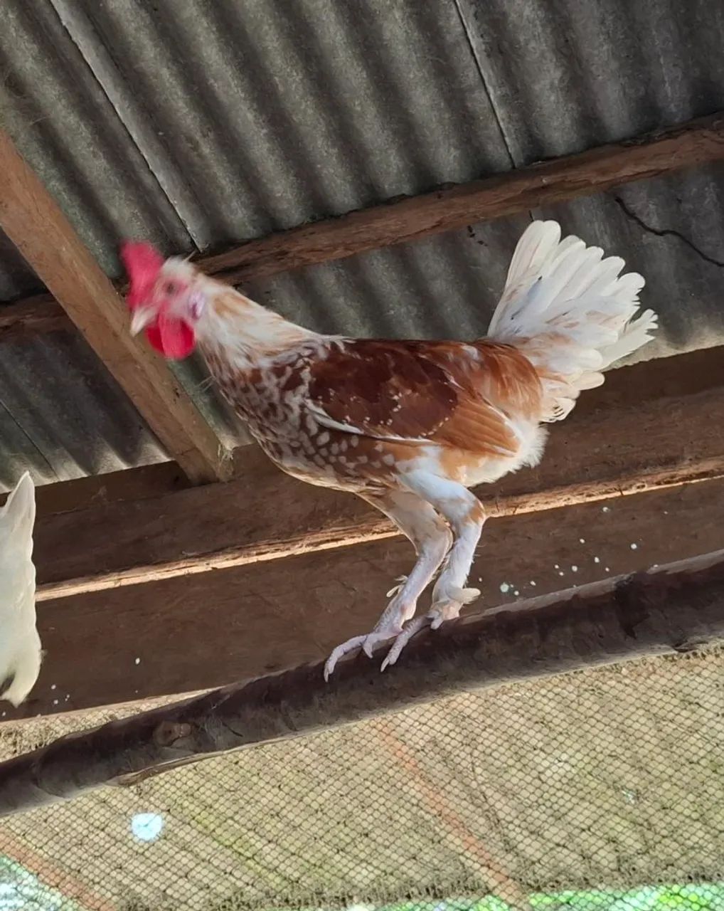 Franguinhos filhos de Rodhia - Foto 4