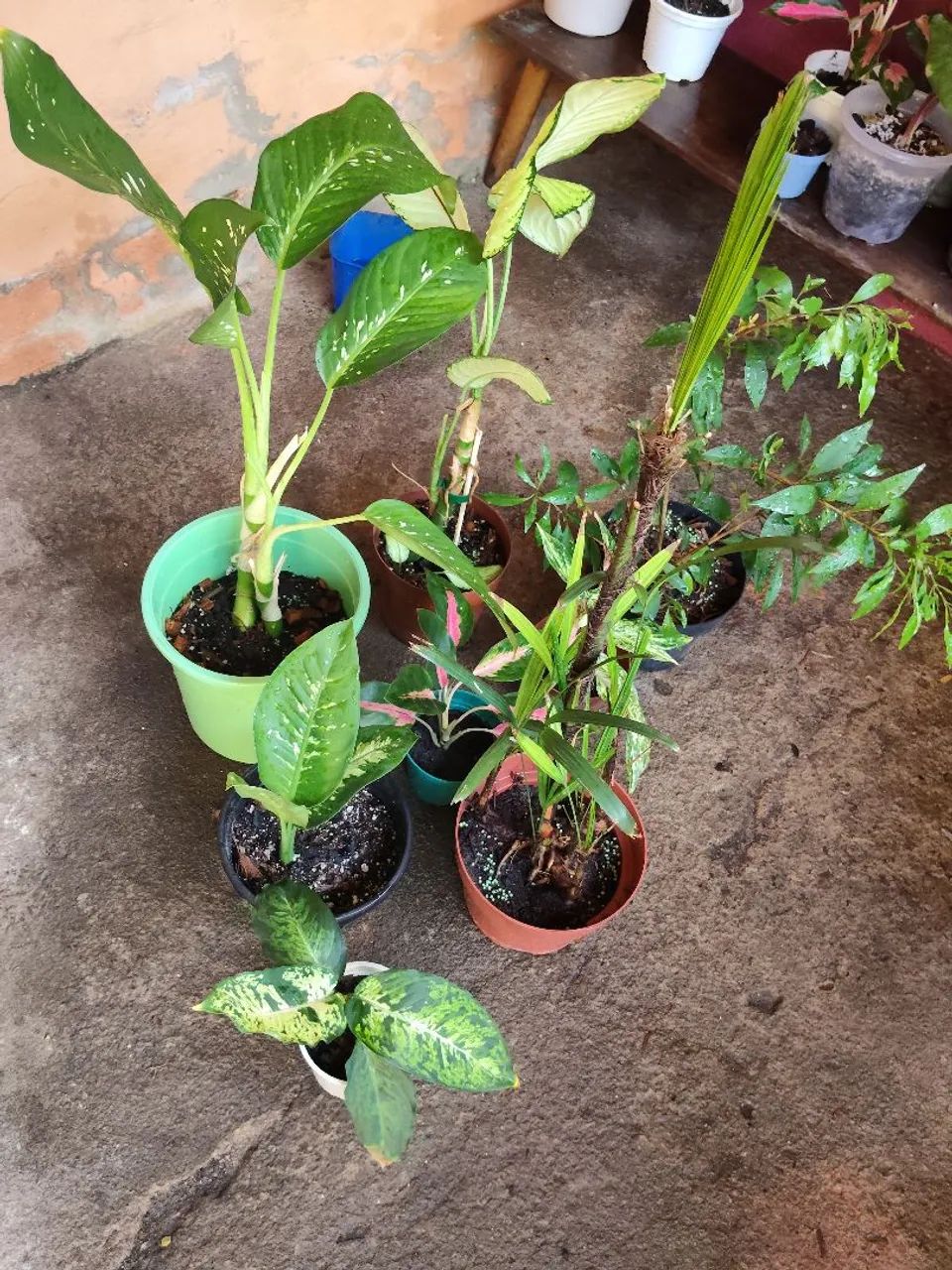 Vendo kit de plantas   - Foto 5
