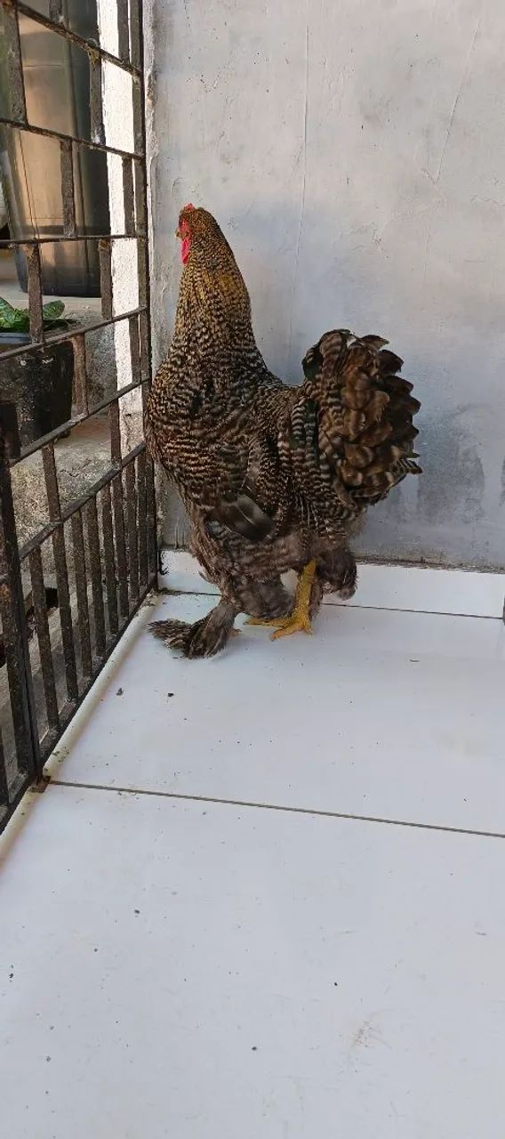 Brahma Barrado  - Foto 4